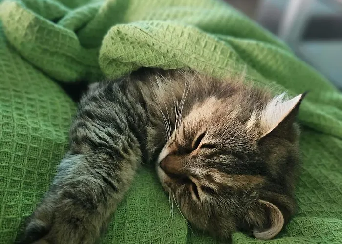 Soulnest 1 Dedicated Bathroom Отель типа 